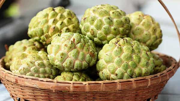 Custard Apple Benefits: సీతాఫలాలతో అదిరిపోయే బెనిఫిట్స్.. డయాబెటిస్, గుండె జబ్బులున్నవారు తినొచ్చా..?