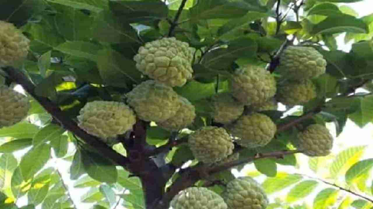 Custard Apple Farming: సీతాఫలం సాగుతో అధిక లాభాలు.. తక్కువ పెట్టుబడి ఎక్కువ లాభం..