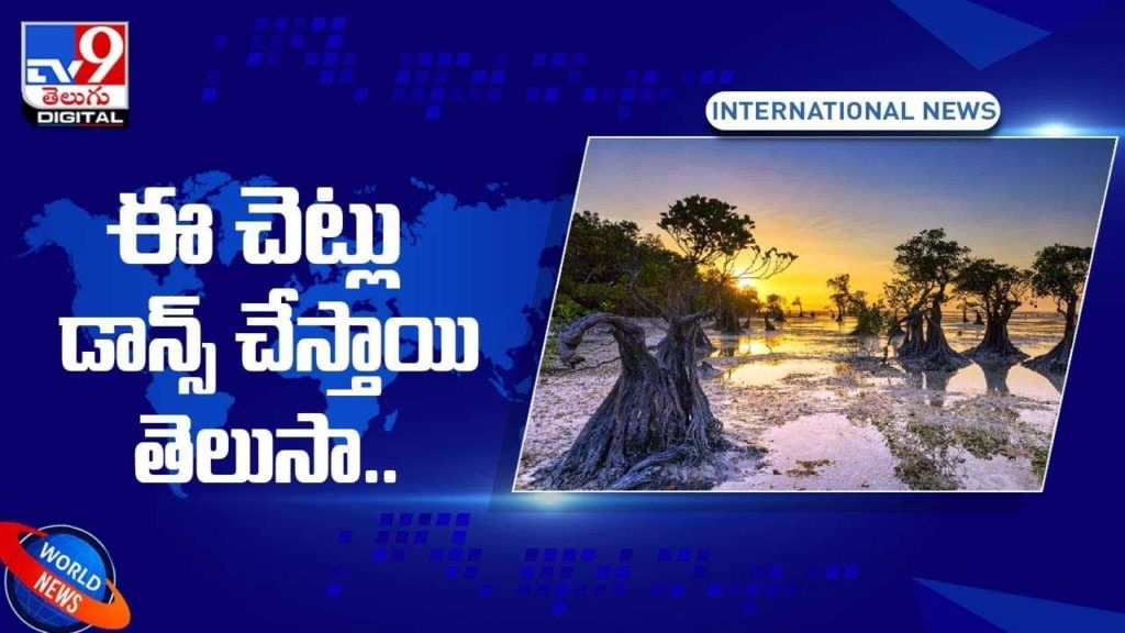 Dancing Trees: ఇండోనేషియాలోని వాలకిరి బీచ్లో సూర్యోదయం, సూర్యాస్తమయాల్లో చెట్ల డాన్స్.. వీడియో Dancing Trees: ఇండోనేషియాలోని వాలకిరి బీచ్లో సూర్యోదయం, సూర్యాస్తమయాల్లో చెట్ల డాన్స్.. వీడియో