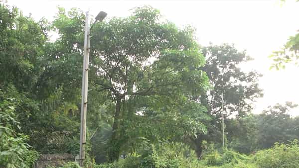 Devil Tree: విశాఖపట్నంలో దెయ్యం చెట్టు.. పేరు వింటేనే హడలిపోతున్న జనాలు.. అసలు మ్యాటర్ ఏంటంటే..