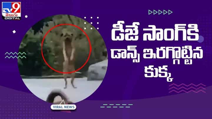 Viral Video: డీజే సాంగ్కి డాన్స్ ఇరగ్గొట్టిన కుక్క.. లైక్స్, కామెంట్స్తో హోరెత్తిస్తున్న నెటిజన్లు.. వీడియో Viral Video: డీజే సాంగ్కి డాన్స్ ఇరగ్గొట్టిన కుక్క.. లైక్స్, కామెంట్స్తో హోరెత్తిస్తున్న నెటిజన్లు.. వీడియో
