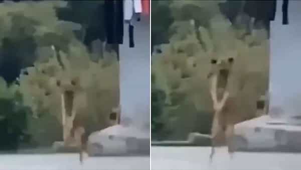 Viral Video: ఓ వైపు డీజే సాంగ్ మోత.. మరోవైపు దుమ్ములేపే డ్యాన్స్తో అదరగొట్టిన గ్రామ సింహం.. వీడియో చూస్తే షాక్ అవుతారు..