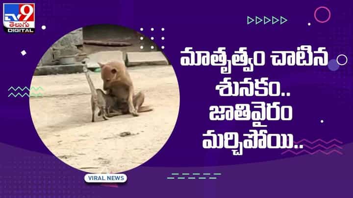 మంచిర్యాల జిల్లాలో కనిపించిన వింత ఘటన.. మాతృత్వం చాటిన శునకం.. వీడియో మంచిర్యాల జిల్లాలో కనిపించిన వింత ఘటన.. మాతృత్వం చాటిన శునకం.. వీడియో