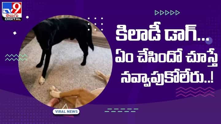 Viral Video: కిలాడీ డాగ్... ఏం చేసిందో చూస్తే నవ్వాపుకోలేరు.. వీడియో Viral Video: కిలాడీ డాగ్... ఏం చేసిందో చూస్తే నవ్వాపుకోలేరు.. వీడియో