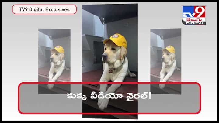 Dog Train Journey: నా రైలు ప్రయాణం విశేషాలు.. కుక్క వీడియో వైరల్..! కుక్కకో స్పెషల్ టికెట్.. Dog Train Journey: నా రైలు ప్రయాణం విశేషాలు.. కుక్క వీడియో వైరల్..! కుక్కకో స్పెషల్ టికెట్..