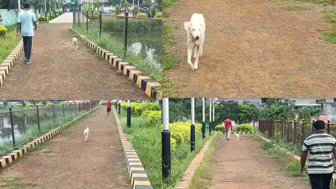 Dog Walking: అమలాపురంలో రోజూ మార్నింగ్ జాగింగ్ చేస్తున్న శునకం.. ఏకంగా 25 రౌండ్లు రన్నింగ్