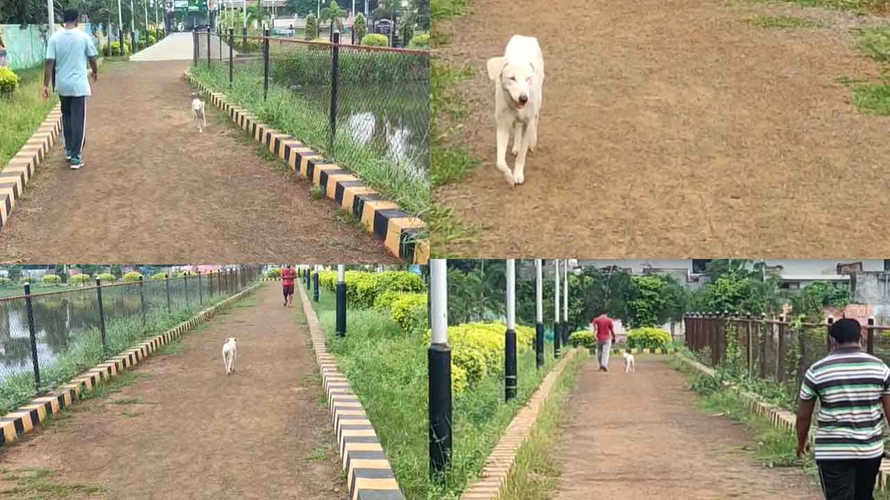 Dog Walking: అమలాపురంలో రోజూ మార్నింగ్ జాగింగ్ చేస్తున్న శునకం.. ఏకంగా 25 రౌండ్లు రన్నింగ్