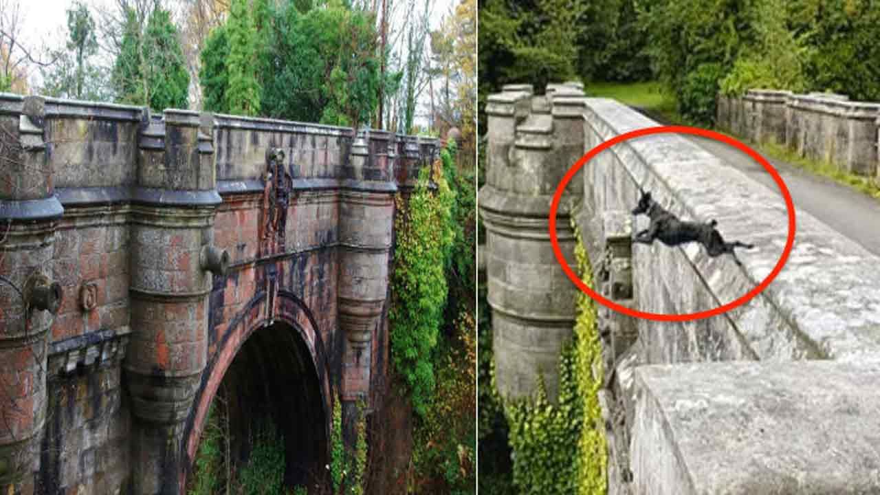 Dog Suicide Bridge : కుక్కల ఆత్మహత్యలకు ప్రసిద్ధి ఆ వంతెన.. మ్యాటర్ తెలిస్తే మీటర్ ఔటే..!