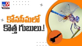 Shocking Video: వామ్మో.. చిన్నారి ఒడిలో గురకపెడుతున్న భారీ ఫైతాన్.. వెన్నులో వణుకు పుట్టిస్తున్న వీడియో.. వైరల్