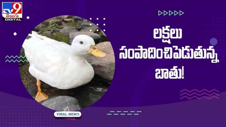బంగారు గుడ్లు పెట్టే బాతు కథ నిజమేనా..?? యజమానికి లక్షల్లో సంపాదించి పెడుతున్న బాతు.. వీడియో బంగారు గుడ్లు పెట్టే బాతు కథ నిజమేనా..?? యజమానికి లక్షల్లో సంపాదించి పెడుతున్న బాతు.. వీడియో