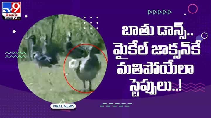 Viral Video: బాతుగా పుట్టిన మైకెల్ జాక్సన్... బాతు మూన్ వాక్కి ఫిదా అవుతున్న ఫాన్స్.... వీడియో Viral Video: బాతుగా పుట్టిన మైకెల్ జాక్సన్... బాతు మూన్ వాక్కి ఫిదా అవుతున్న ఫాన్స్.... వీడియో