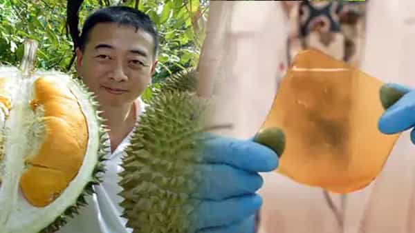 Eco Bandage: ఇకపై గాయం చల్లనైనది.. పండ్ల వ్యర్ధాల నుంచి యాంటీ బాక్టీరియల్ బ్యాండేజ్..