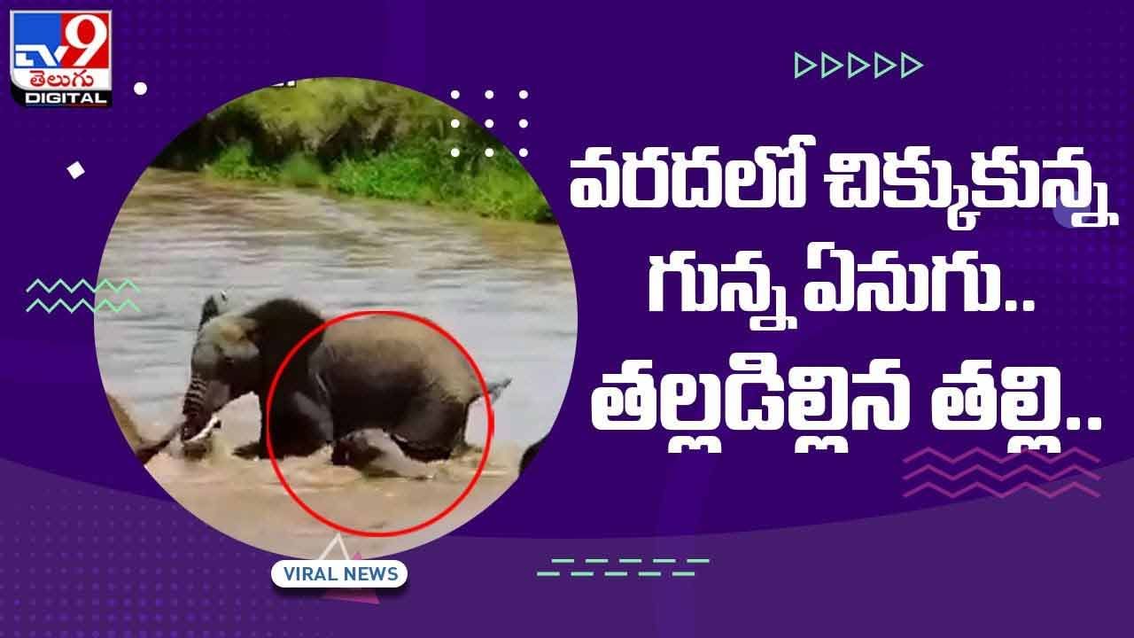 Viral Video: వరదలో చిక్కుకున్న గున్న ఏనుగు.. తల్లడిల్లిన తల్లి.. వీడియో