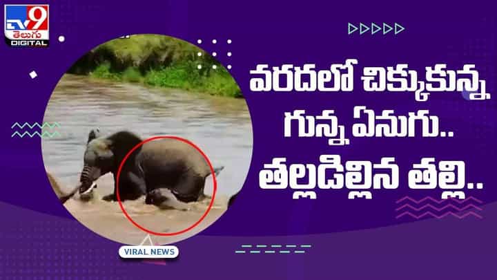 Viral Video: వరదలో చిక్కుకున్న గున్న ఏనుగు.. తల్లడిల్లిన తల్లి.. వీడియో Viral Video: వరదలో చిక్కుకున్న గున్న ఏనుగు.. తల్లడిల్లిన తల్లి.. వీడియో