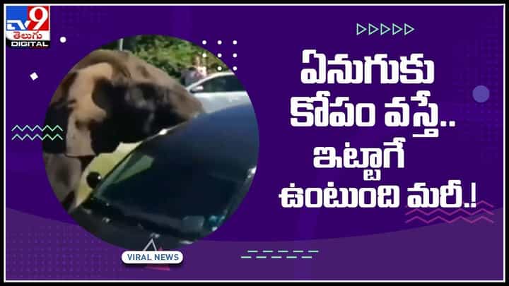 Elephant Viral Video: సోషల్ మీడియాలో వైరల్ అవుతున్న ఏనుగు వీడియో.. అసలేం చేసిందంటే..? Elephant Viral Video: సోషల్ మీడియాలో వైరల్ అవుతున్న ఏనుగు వీడియో.. అసలేం చేసిందంటే..?