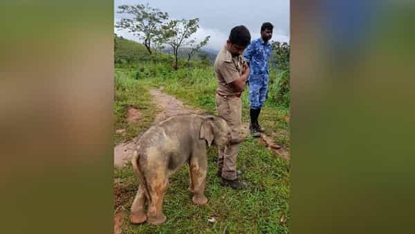 ప్రేమంటే ఇదే.. అప్యాయంగా ఫారెస్ట్ ఆఫీసర్ను కౌగిలించుకున్న పిల్ల ఏనుగు.. హత్తుకుంటున్న ఫోటో..