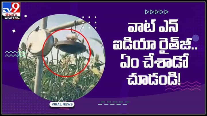 Farmer Idea for Crop Video: వాట్ ఎన్ ఐడియా రైత్జీ.. ఏం చేశాడో చూడండి..! వీడియో వైరల్.. Farmer Idea for Crop Video: వాట్ ఎన్ ఐడియా రైత్జీ.. ఏం చేశాడో చూడండి..! వీడియో వైరల్..