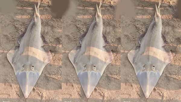 Rare Sea Fish: మత్స్యకారుల వలకు చిక్కున అరుదైన సోఠారి చేప.. వేలం వేస్తే ఊహించని రీతిలో..