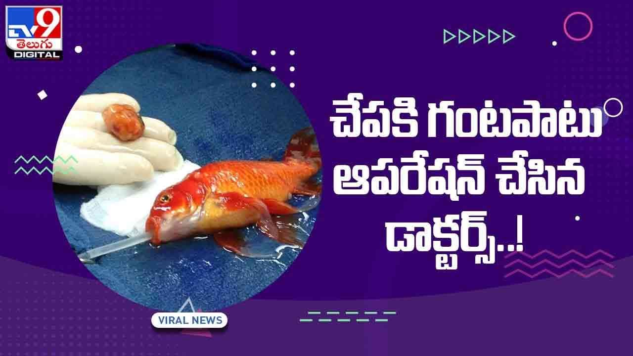 Viral Video: డోటి అనే చేపకు గంటపాటు ఆపరేషన్ చేసిన డాక్టర్లు.. వీడియో Viral Video: డోటి అనే చేపకు గంటపాటు ఆపరేషన్ చేసిన డాక్టర్లు.. వీడియో