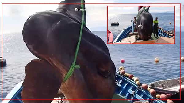 Sunfish: భారీ చేప చిక్కింది.. రెండు టన్నులున్నా వద్దనుకుని వదిలేశారు.. ఎందుకో తెలిస్తే షాకే..