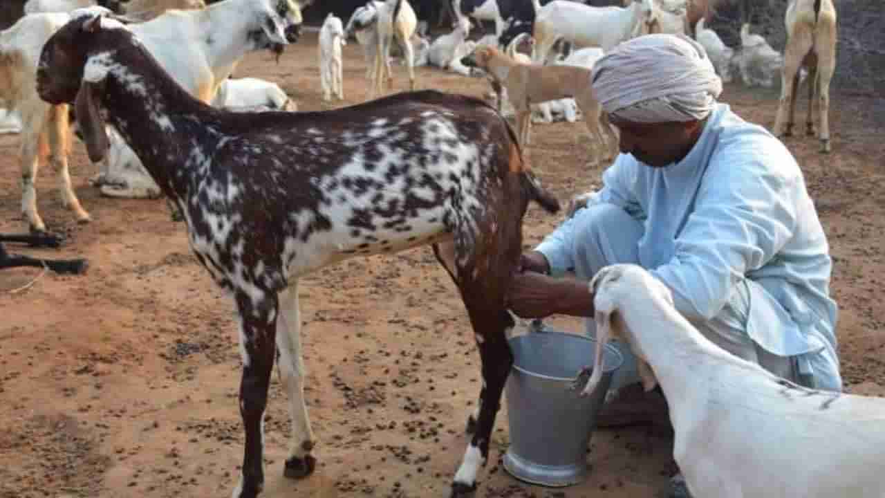 Goat Milk: మేక పాలతో డెంగ్యూకు చెక్‌.? దెబ్బకు పెరిగిన డిమాండ్.. లీటర్ ధర ఎంతో తెలిస్తే షాకే.!