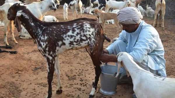 Goat Milk: మేక పాలతో డెంగ్యూకు చెక్.? దెబ్బకు పెరిగిన డిమాండ్.. లీటర్ ధర ఎంతో తెలిస్తే షాకే.!