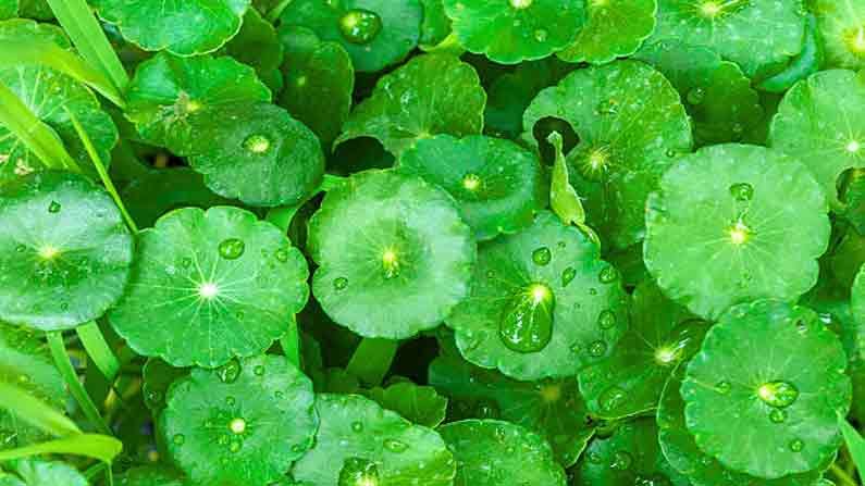 Gotu Kola: జ్ఞాపకశక్తికి ప్రకృతి వర ప్రసాదం 'గోతుకోలా'.. అనేక వ్యాధులను నివారించే దివ్య ఔషధం