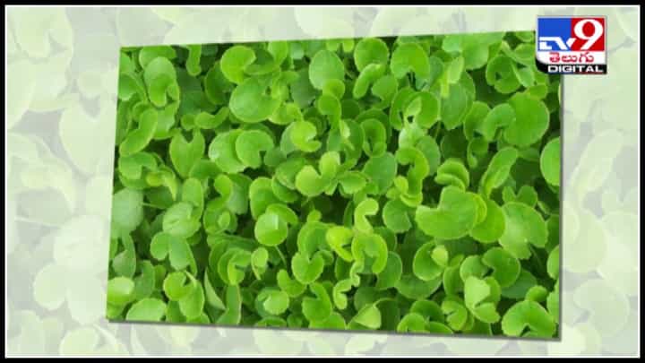 GotuKola plant benifits: అరె.. ఈ మొక్కతో ఇన్ని ప్రయోజనాలా..! అనేక వ్యాధులను నివారించే దివ్య ఔషధం..(వీడియో) GotuKola plant benifits: అరె.. ఈ మొక్కతో ఇన్ని ప్రయోజనాలా..! అనేక వ్యాధులను నివారించే దివ్య ఔషధం..(వీడియో)