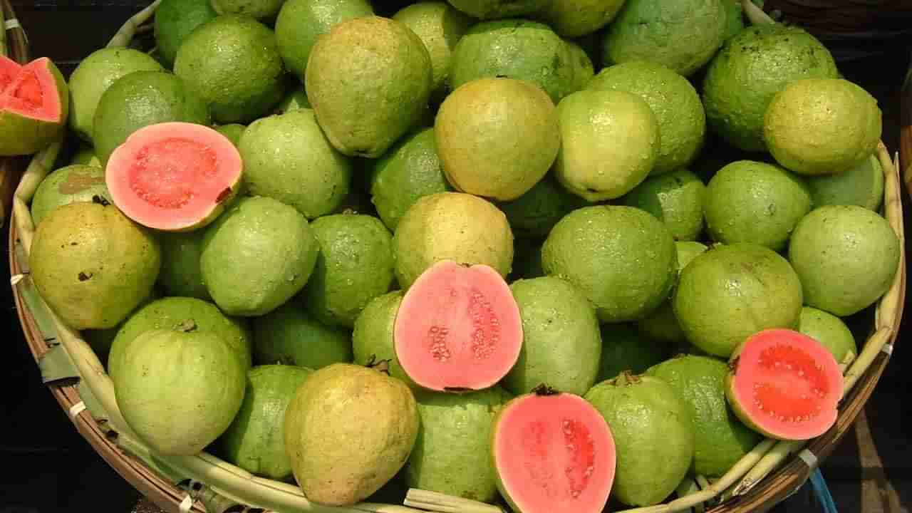 Guava Benefits: చలికాలంలో జామకాయలు తినడం మంచిదేనా ?.. అసలు విషయాలు తెలుసుకోండి..