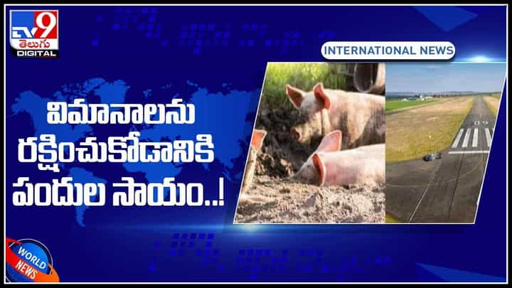 Europe Airport: విమానాలను రక్షించుకోడానికి పందుల సాయం..! ఆమ్స్టర్డామ్ స్కిఫోల్ ఎయిర్పోర్టు.. (వీడియో) Europe Airport: విమానాలను రక్షించుకోడానికి పందుల సాయం..! ఆమ్స్టర్డామ్ స్కిఫోల్ ఎయిర్పోర్టు.. (వీడియో)