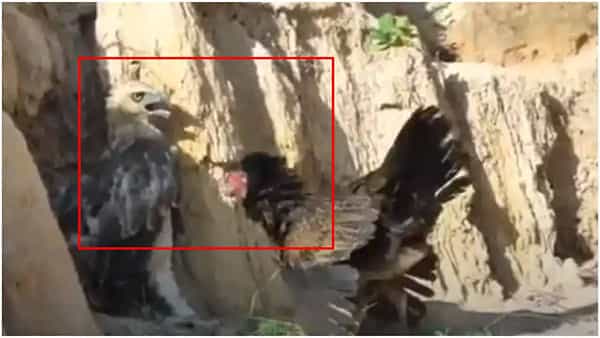 Viral Video: పిల్లలపై డేగ కన్ను.. చుక్కలు చూపించిన కోడి.. షాకింగ్ వీడియో..
