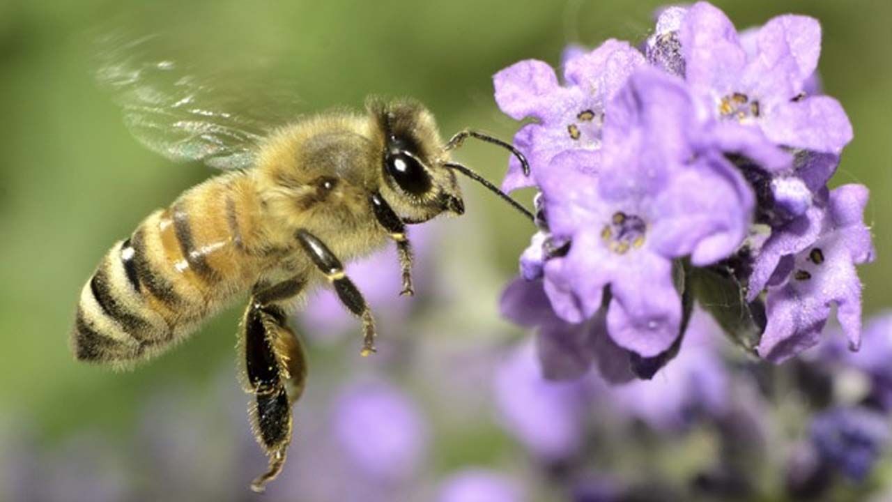 Honey Bee: పాపం.. పల్లెటూరి తేనెటీగలు అందుకోసం పట్టణాల్లో వాటికంటే ఎక్కువ కష్టపపడతాయంట తెలుసా?