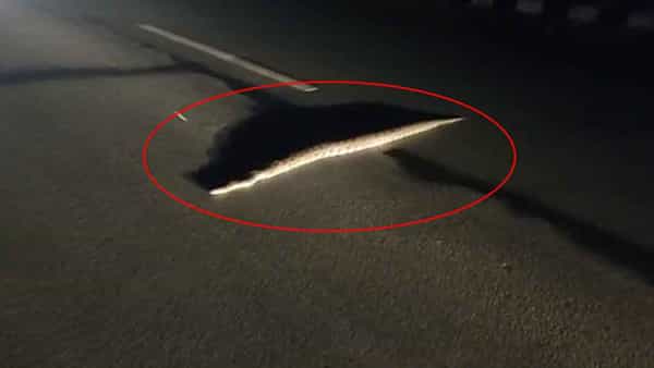 Huge python: నడిరోడ్డుపై 12 అడుగుల పొడవైన కొండచిలువ.. షాక్ తిన్న వాహనదారులు.. Watch Video
