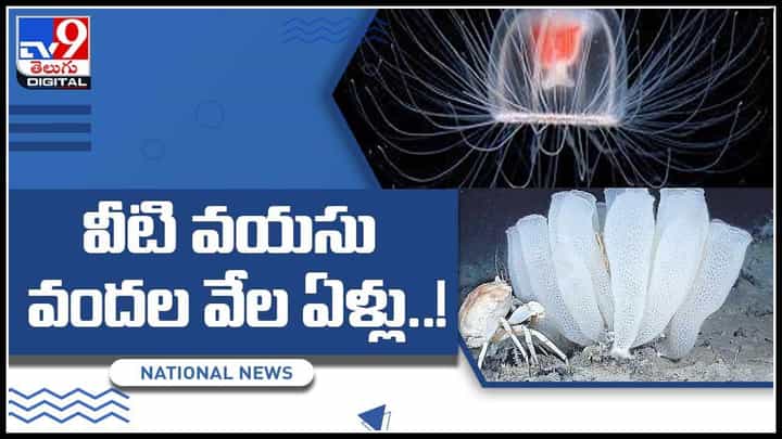 Thousands years old Jellyfish: వీటి వయసు వందల వేల ఏళ్లు..! మరణమే లేని జెల్లీ ఫిష్లు.. (వీడియో) Thousands years old Jellyfish: వీటి వయసు వందల వేల ఏళ్లు..! మరణమే లేని జెల్లీ ఫిష్లు.. (వీడియో)