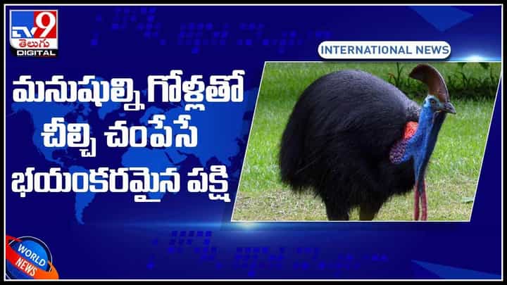 Terrible bird Video: మనుషుల్ని గోళ్లతో చీల్చి చంపేసే భయంకరమైన పక్షి.. షాకింగ్ వీడియో చుస్తే షాక్ అవుతారు.. Terrible bird Video: మనుషుల్ని గోళ్లతో చీల్చి చంపేసే భయంకరమైన పక్షి.. షాకింగ్ వీడియో చుస్తే షాక్ అవుతారు..