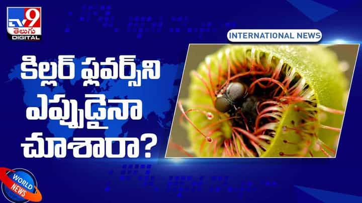 Killer Flowers: మాంసాహార మొక్కలను ఎప్పుడైనా చూశారా.. వీడియో Killer Flowers: మాంసాహార మొక్కలను ఎప్పుడైనా చూశారా.. వీడియో