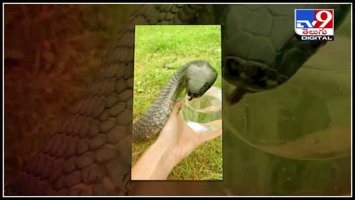 King Cobra drinking video: గ్లాస్లో నీళ్లు తాగుతోన్న కింగ్ కోబ్రా..! అదిరే వీడియో మీరూ చూసేయ్యాల్సిందే..! King Cobra drinking video: గ్లాస్లో నీళ్లు తాగుతోన్న కింగ్ కోబ్రా..! అదిరే వీడియో మీరూ చూసేయ్యాల్సిందే..!