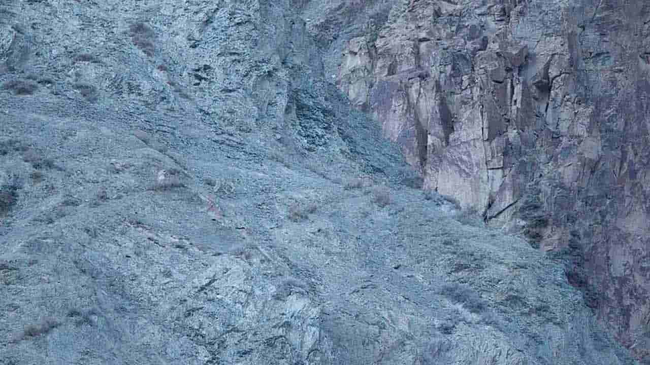 Viral Photo: మీ మెడదుకు మేత వేయండి.. ఫోటోలో చిరుతను గుర్తించండి.!