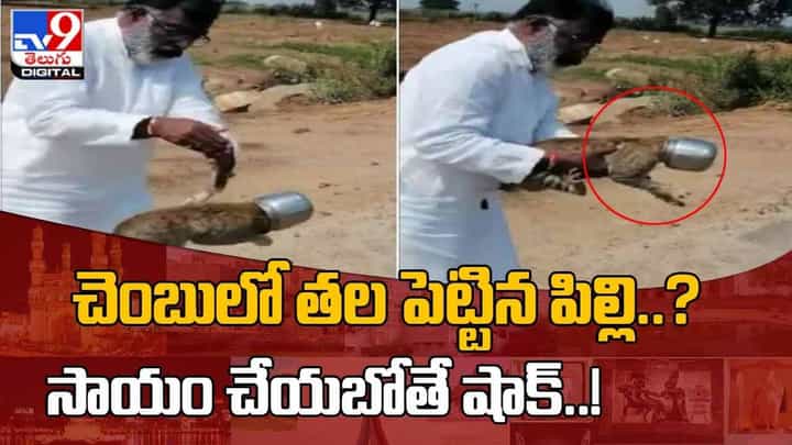 Viral Video: చెంబులో తల పెట్టిన పిల్లి..? సాయం చేయబోతే షాక్..! వీడియో Viral Video: చెంబులో తల పెట్టిన పిల్లి..? సాయం చేయబోతే షాక్..! వీడియో