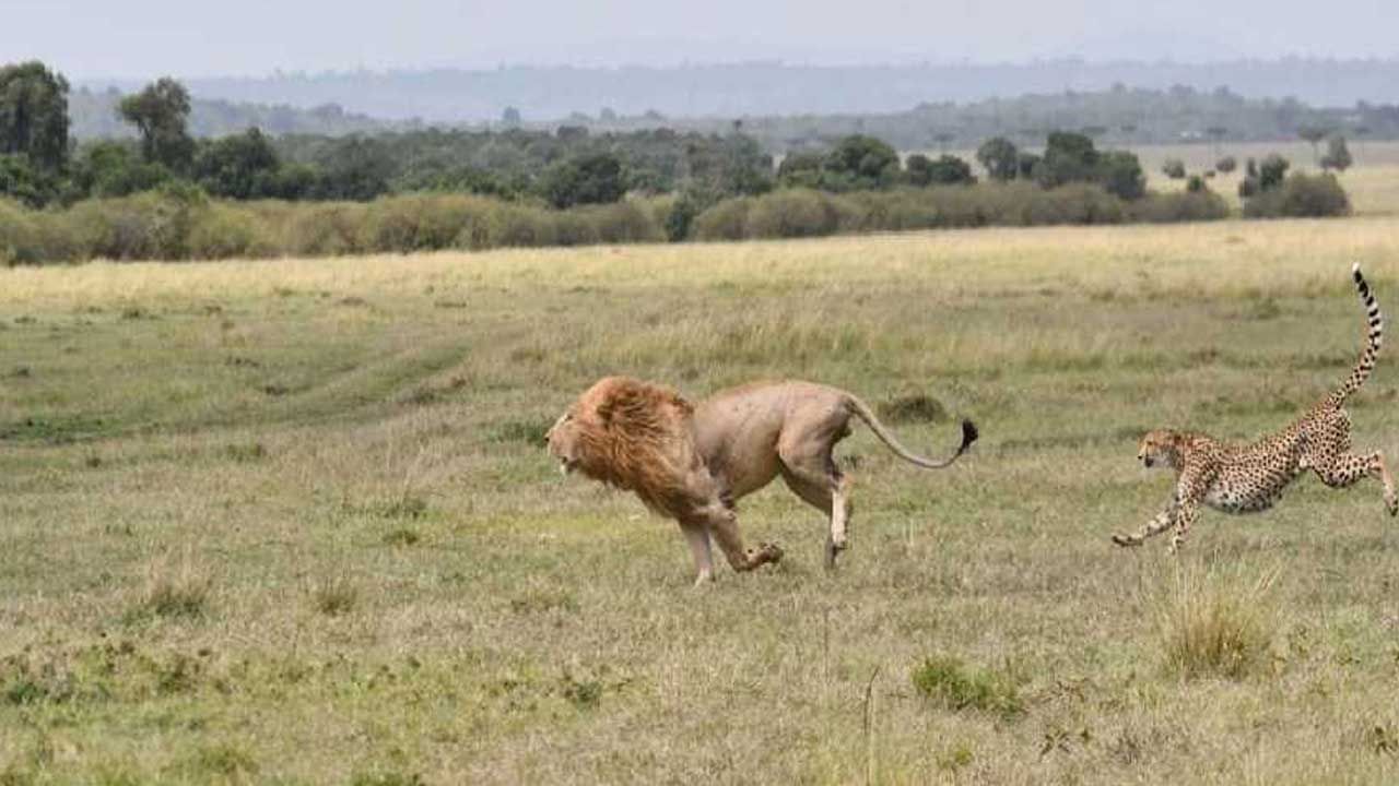 Lion vs Cheetah: సింహానికి చుక్కలు చూపించిన చిరుత పులి.. భయంతో పరుగులు తీసిన అడవిరాజు..