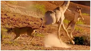 Viral Video: ట్రాఫిక్‌లో బైక్‌తో స్టంట్లు చేశాడు.. యముడికి షేక్‌హ్యాండ్ ఇచ్చాడు.. డేంజర్ వీడియో వైరల్