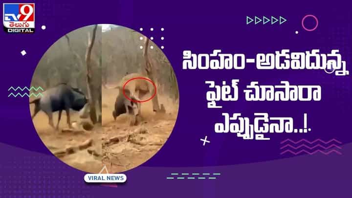 Viral Video: సింహం-అడవిదున్న ఫైట్ చూసారా ఎప్పుడైనా.. వీడియో Viral Video: సింహం-అడవిదున్న ఫైట్ చూసారా ఎప్పుడైనా.. వీడియో