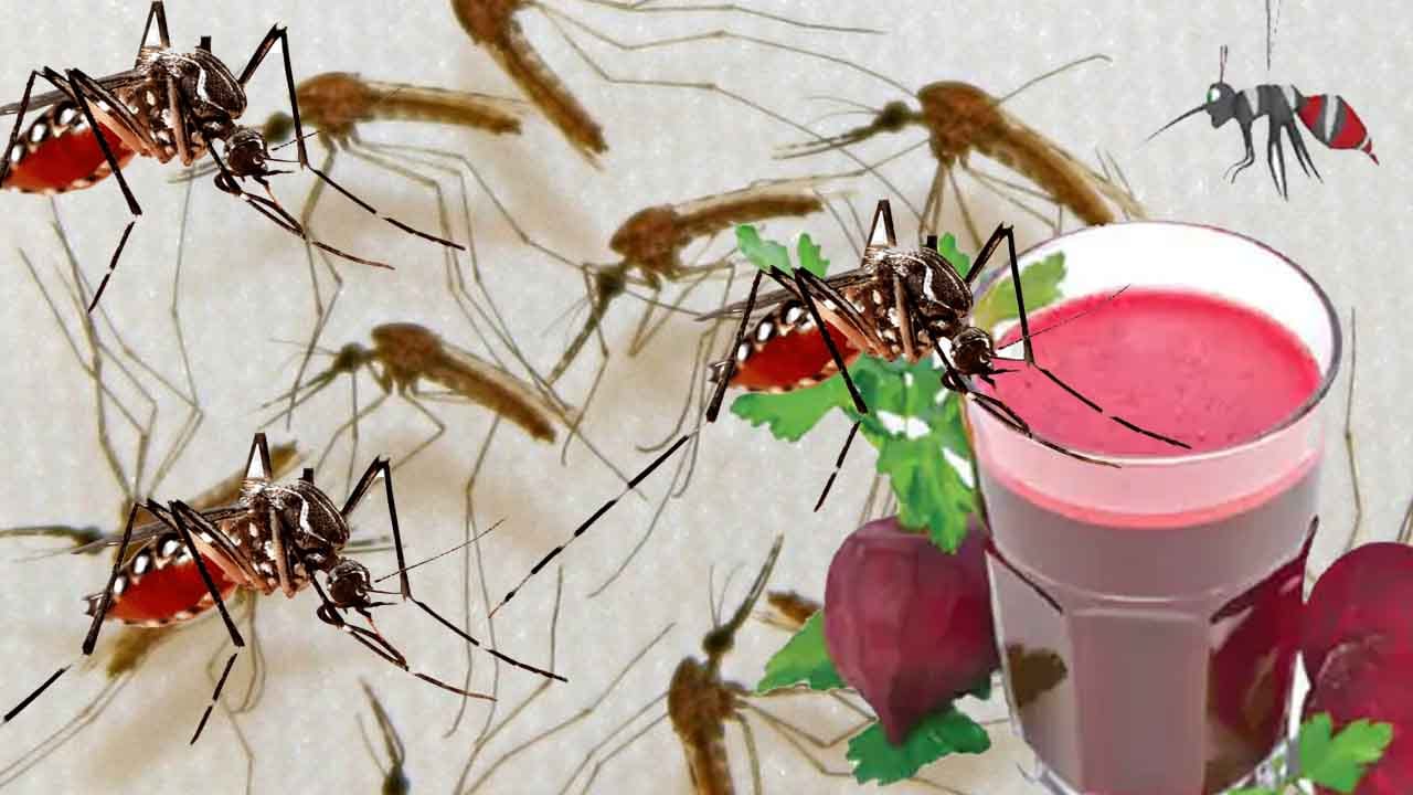 Mosquitoes: దోమలతో బాధపడుతున్నారా? ఈ దుంప రసంతో వాటిని ఎక్కడికక్కడ చంపేయవచ్చు!
