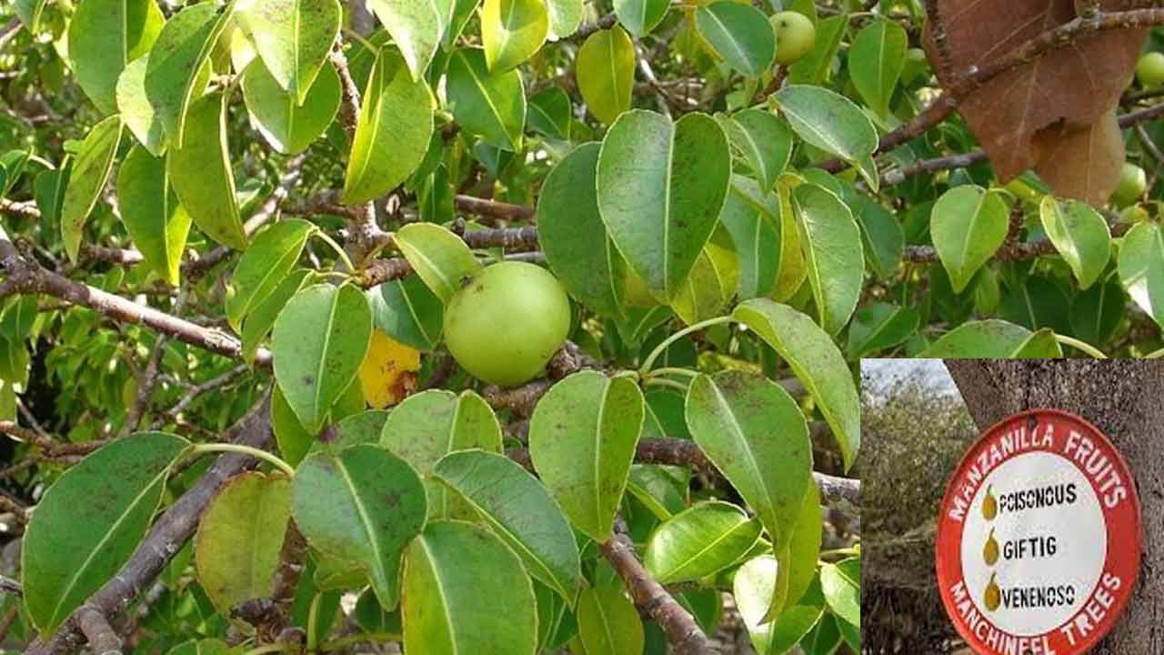 Manchineel Tree: ప్రపంచంలో విషపూరితమైన మొక్క.. ఈ చెట్టుమీద నుంచి పడిన నీటి చుక్కకూడా ప్రాణాలను తీస్తుందట