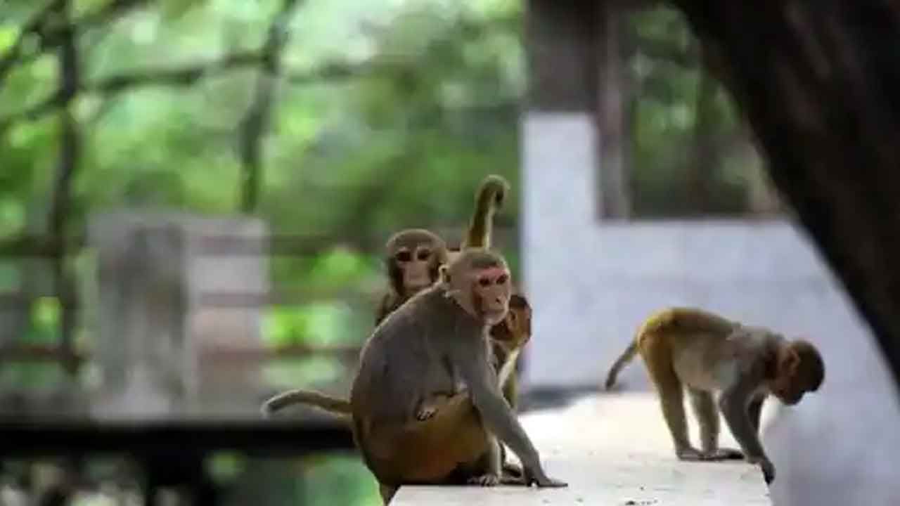 Monkey: కోతి చేసిన పనికి లబోదిబోమంటున్న బాధితుడు.. రూ.లక్ష ఎత్తుకెళ్లిన వానరం ఏం చేసిందో తెలుసా..?