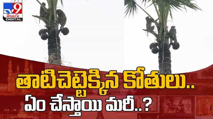 Viral Video: తాటిచెట్టెక్కిన కోతులు..ఏం చేస్తాయి మరీ..? వీడియో Viral Video: తాటిచెట్టెక్కిన కోతులు..ఏం చేస్తాయి మరీ..? వీడియో