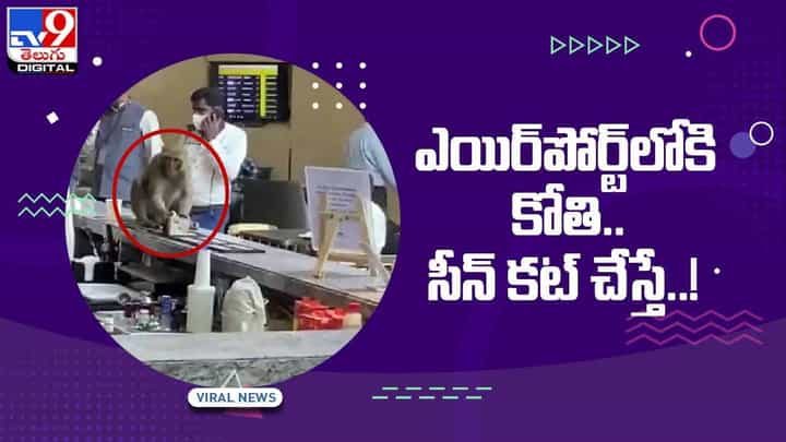Viral Video: ఎయిర్ పోర్ట్లోకి కోతి ఎంట్రీ.. డ్రింక్ స్టాల్ వద్ద ఆగమాగం.. వీడియో Viral Video: ఎయిర్ పోర్ట్లోకి కోతి ఎంట్రీ.. డ్రింక్ స్టాల్ వద్ద ఆగమాగం.. వీడియో