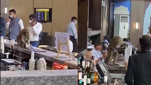 Viral Video: ఢిల్లీ ఎయిర్ పోర్ట్లోకి అనుకోని అతిథి.. వీఐపీ లాంజ్లో హల్చల్ చేసిన వానరం. వైరల్ వీడియో..