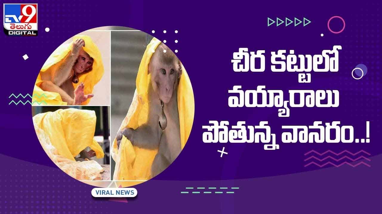 Viral Video: చీర కట్టులో వయ్యారాలు పోతున్న వానరం.. సోషల్ మీడియాలో వైరల్