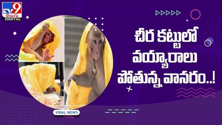 Viral Video: చీర కట్టులో వయ్యారాలు పోతున్న వానరం.. సోషల్ మీడియాలో వైరల్ Viral Video: చీర కట్టులో వయ్యారాలు పోతున్న వానరం.. సోషల్ మీడియాలో వైరల్